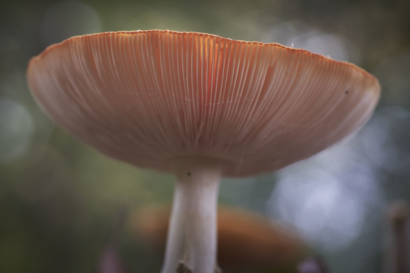 closeup-shot-russula-integra-mushroom_181624-8175.jpg